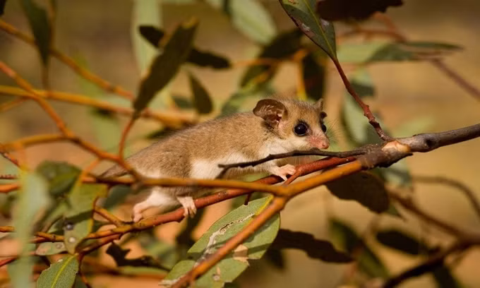 10 loài động vật có vú nhỏ nhất thế giới