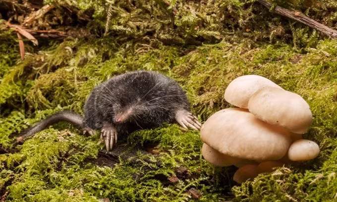 10 loài động vật có vú nhỏ nhất thế giới