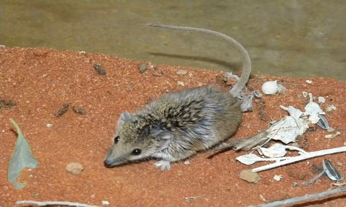 10 loài động vật có vú nhỏ nhất thế giới