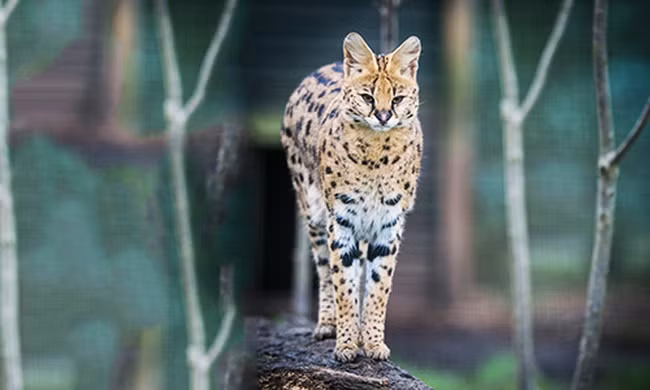 Loài mèo chạy nhanh chỉ sau báo cheetah 