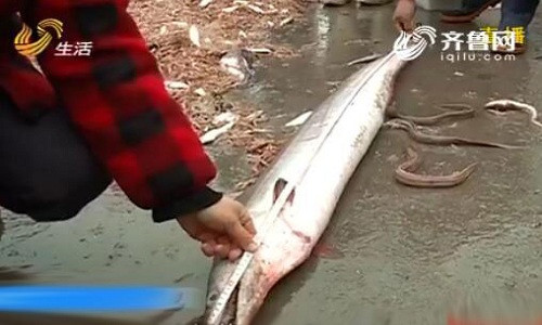 Lươn biển nặng 26 kg, răng chắc khỏe như nanh sói 