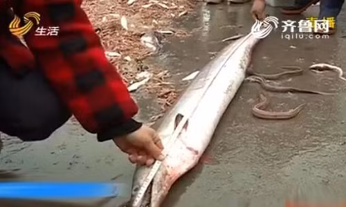 Lươn biển nặng 26 kg, răng chắc khỏe như nanh sói 