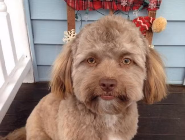 Chú chó bỗng dưng nổi tiếng vì có mặt giống hệt người