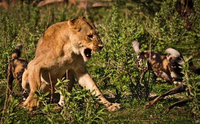 Sư tử cướp con mồi bị linh cẩu đánh chạy te tua ảnh 5 Sư tử cướp con mồi bị linh cẩu đánh chạy te tua - ảnh 6