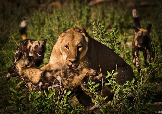 Sư tử cướp con mồi bị linh cẩu đánh chạy te tua ảnh 1 Sư tử cướp con mồi bị linh cẩu đánh chạy te tua - ảnh 2