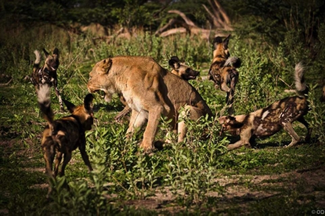 Sư tử cướp con mồi bị linh cẩu đánh chạy te tua ảnh 2 Sư tử cướp con mồi bị linh cẩu đánh chạy te tua - ảnh 3