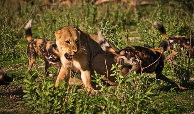Sư tử cướp con mồi bị linh cẩu đánh chạy te tua ảnh 3 Sư tử cướp con mồi bị linh cẩu đánh chạy te tua - ảnh 4