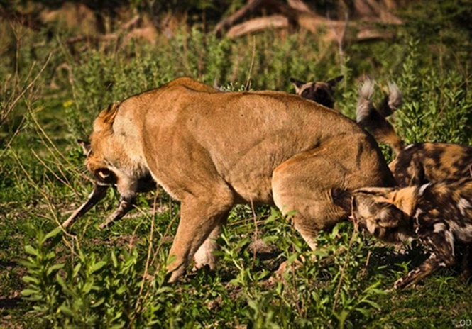 Sư tử cướp con mồi bị linh cẩu đánh chạy te tua ảnh 4 Sư tử cướp con mồi bị linh cẩu đánh chạy te tua - ảnh 5