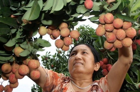 “Vương quốc” vải thiều sôi động bước vào mùa quả ngọt