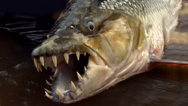 Cá hổ khổng lồ - hung thần ăn thịt trên sông Congo 
