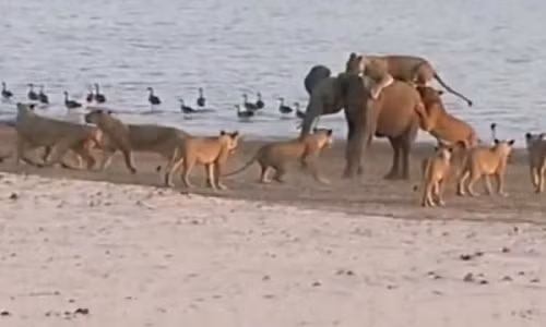 Voi nhỏ chiến đấu giữa vòng vây của 14 con sư tử