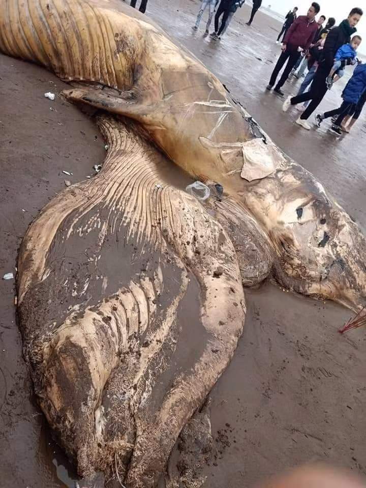 Dự kiến hôm nay, người dân sẽ tổ chức nghi lễ chôn cất xác cá theo phong tục địa phương.