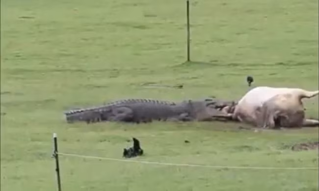 Kinh hãi cảnh tượng cá sấu ăn xác bò