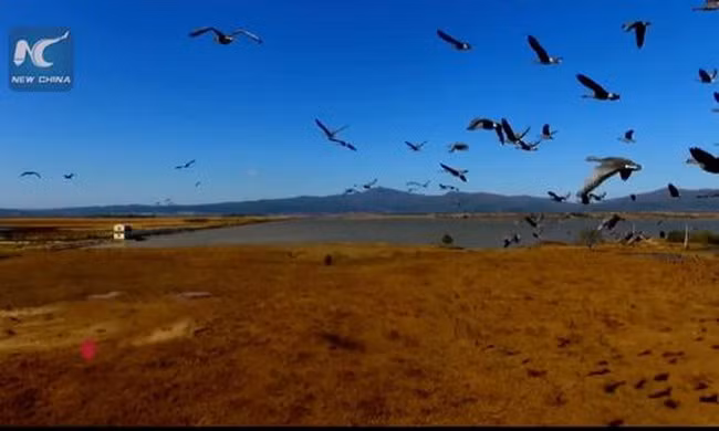 Vùng đất thiên đường của các loài chim di cư 