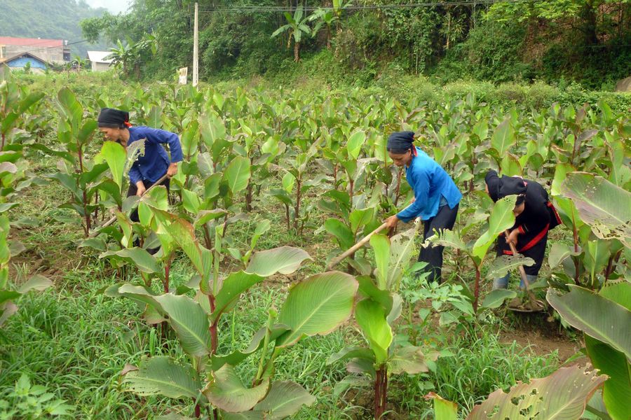 Người dân huyện Pác Nặm chuyển đổi cây trồng nâng cao giá trị sản xuất