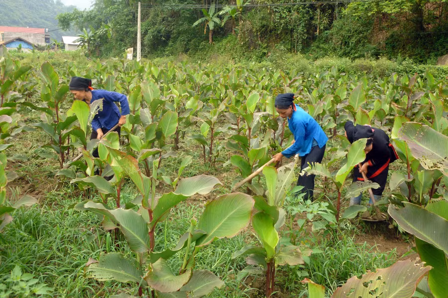 Người dân huyện Pác Nặm chuyển đổi cây trồng nâng cao giá trị sản xuất