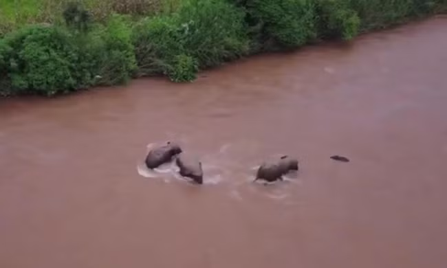 Đàn voi lao đến cứu con non khỏi bị nước cuốn 