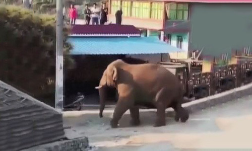 Bầy voi hoang dã bất ngờ xuất hiện quậy phá dân làng