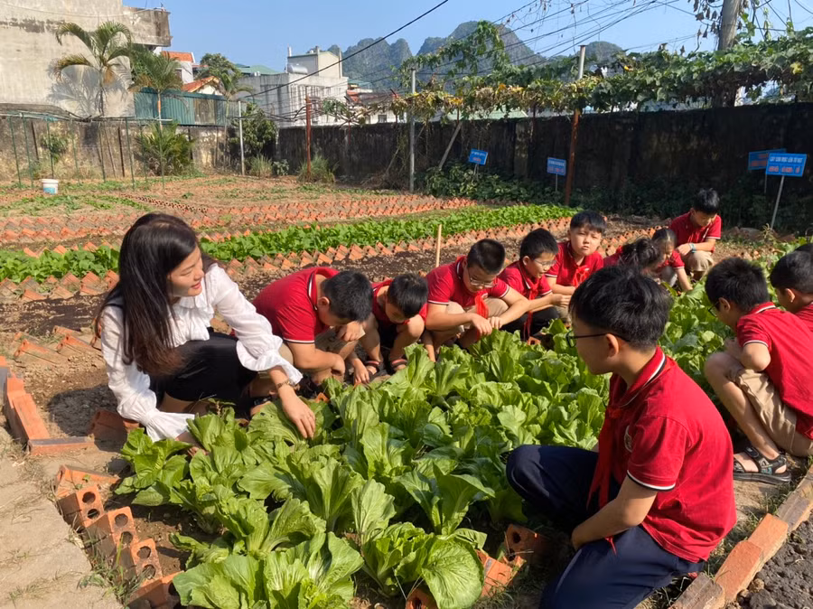 Học sinh trải nghiệm làm nông dân. Học sinh trải nghiệm làm nông dân.
