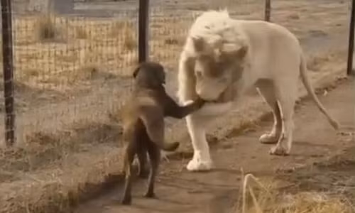  Sư tử và chó bắt tay thân thiết 