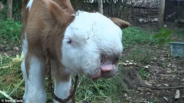 Chú bê có khuôn mặt giống hệt mèo