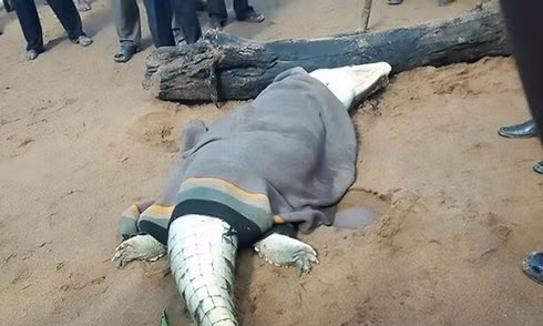 Xác bé trai trong bụng cá sấu khổng lồ ở Zimbabwe