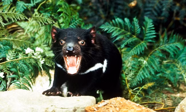 Quỷ Tasmania - loài thú có túi ăn thịt lớn nhất thế giới 