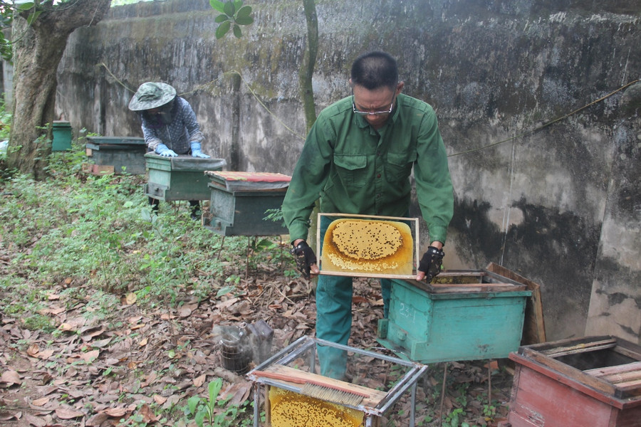 Mỗi năm, gia đình ông Chiến thu nhập hàng trăm triệu đồng từ nuôi ong.