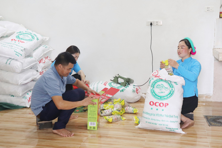 Miến dong Bình Liêu là sản phẩm OCOP. Miến dong Bình Liêu là sản phẩm OCOP.