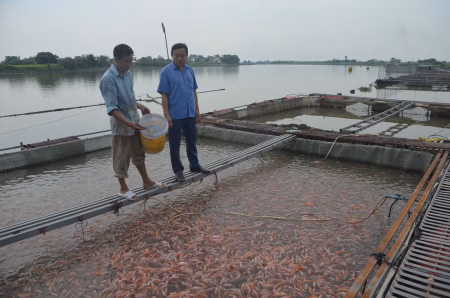 Khu nuôi cá của gia đình anh Lê Ngọc Quản, xã Quỳnh Hoa, huyện Quỳnh Phụ.