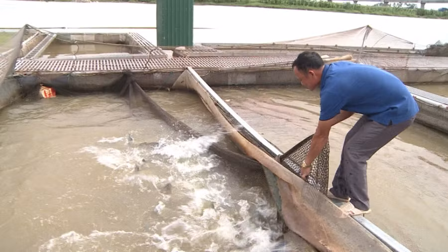 Nhiều gia đình đã vươn lên làm giàu nhờ mô hình nuôi cá lồng trên sông.