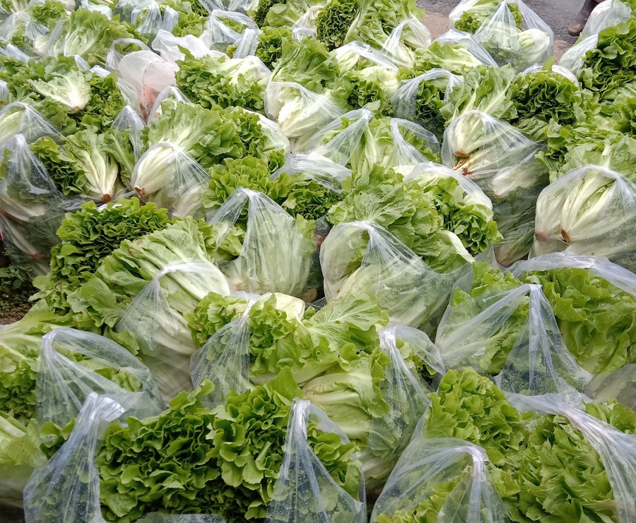 Rau xà lách được gói cẩn thận trước khi di chuyển ra xe. Rau xà lách được gói cẩn thận trước khi di chuyển ra xe.