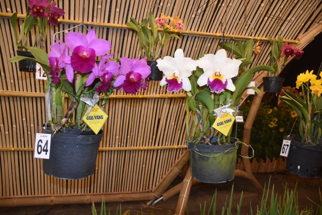 Một số hoa lan đạt giải tại hội thi Một số hoa lan đạt giải tại hội thi