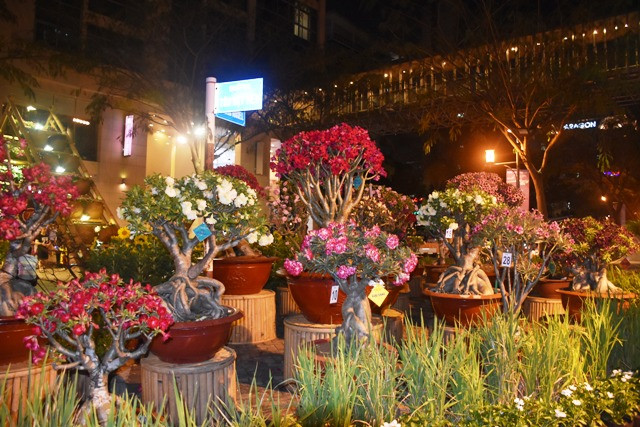 Khu vực trưng bày hoa sứ đạt giải Khu vực trưng bày hoa sứ đạt giải