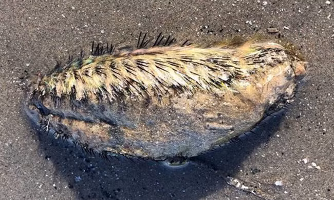 Quái vật phủ gai đen dạt vào bờ sông ở Anh