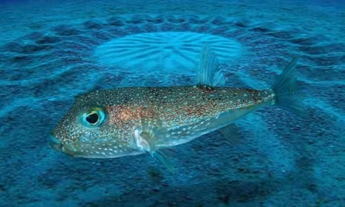 Cá nóc đực kỳ công xây vòng tròn cát để thu hút bạn tình