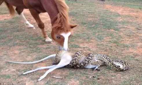 Sững sờ nhìn trăn khổng lồ nuốt chửng chuột túi