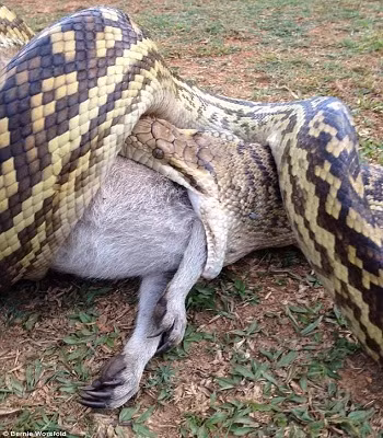 ngua-sung-so-nhin-tran-khong-lo-nuot-chung-chuot-tui-1