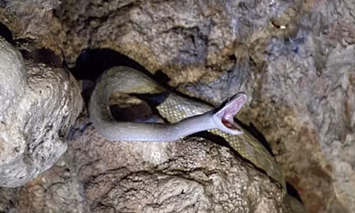 Đàn trăn phối hợp tạo thành "lưới tử thần" để săn mồi