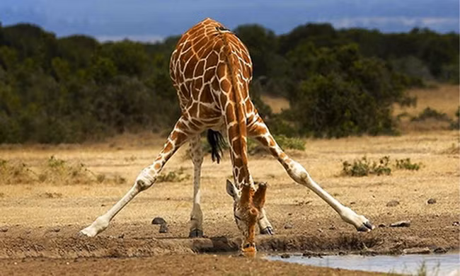 Nỗi khổ của hươu cao cổ khi uống nước 