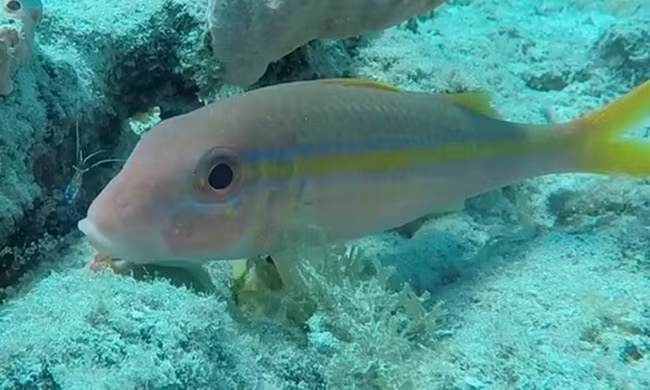 Loài tôm giúp cá làm sạch cơ thể