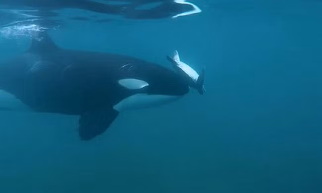Cá voi sát thủ dạy con non săn rùa biển