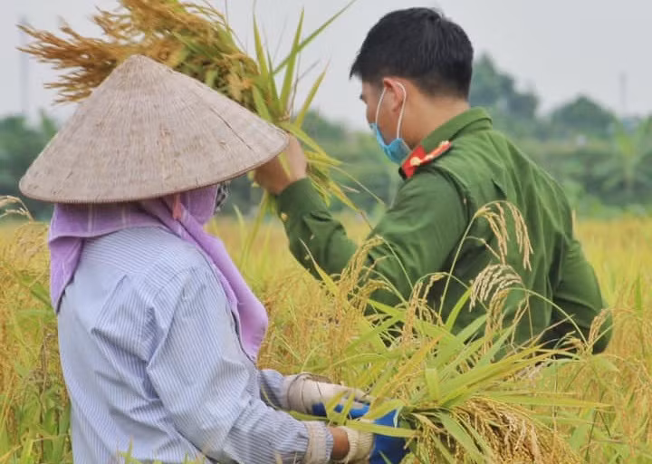Bắc Giang: Công an xuống ruộng giúp dân thu hoạch lúa ảnh 3