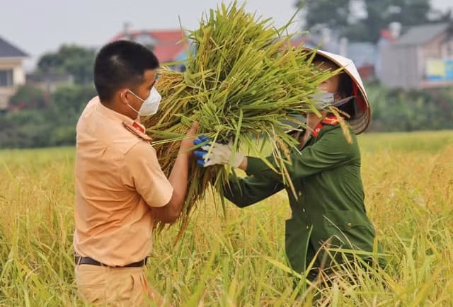 Bắc Giang: Công an xuống ruộng giúp dân thu hoạch lúa ảnh 6