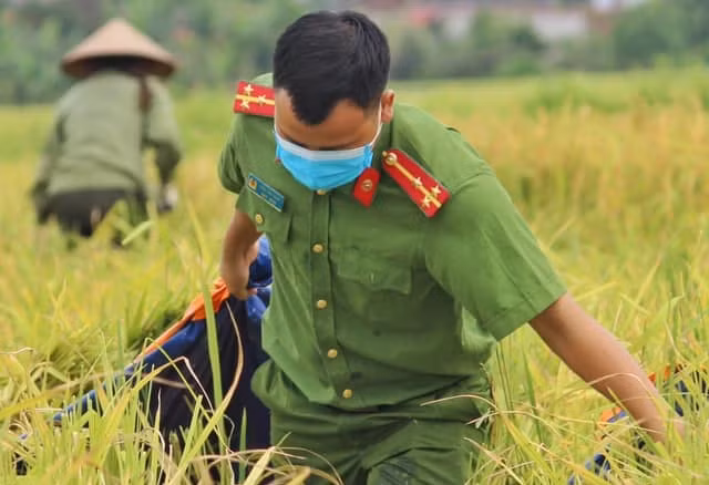 Bắc Giang: Công an xuống ruộng giúp dân thu hoạch lúa ảnh 4
