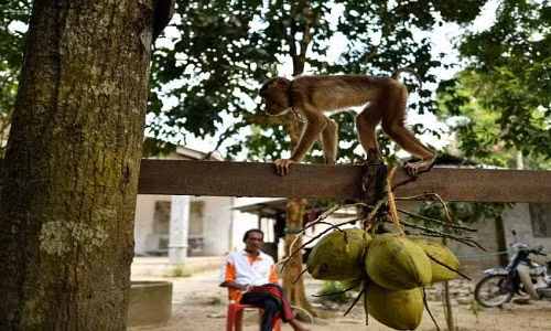 Trường huấn luyện khỉ hái dừa ở Myanmar