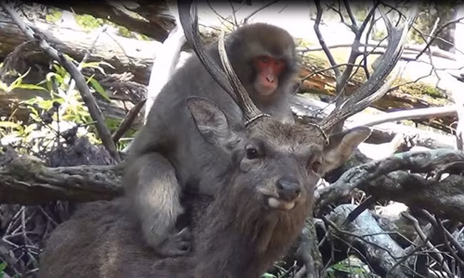 Khỉ tuyết cái tìm cách giao phối với hươu sao
