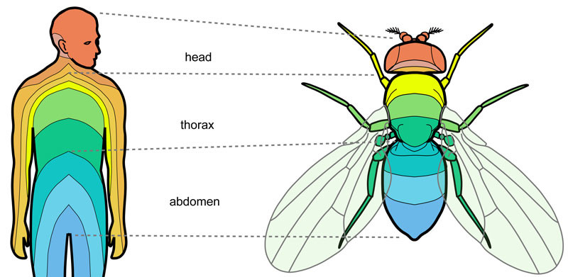 ADN, di truyền, con người ADN, di truyền, con người