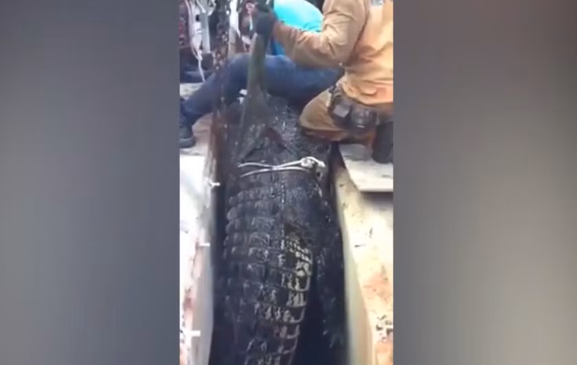 Giải cứu cá sấu khổng lồ mắc kẹt dưới miệng cống hẹp