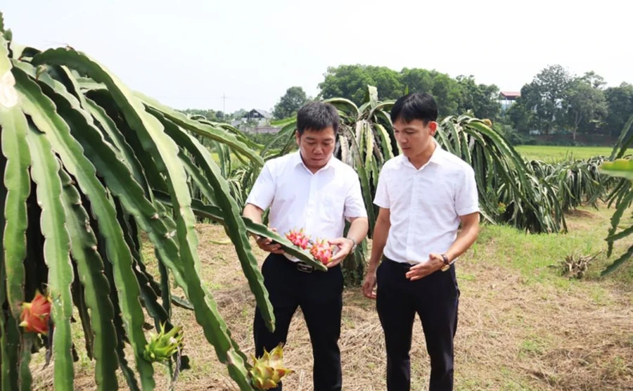 Trồng thanh long mang lại hiệu quả kinh tế cao tại xã Yên Trung, huyện Thạch Thất